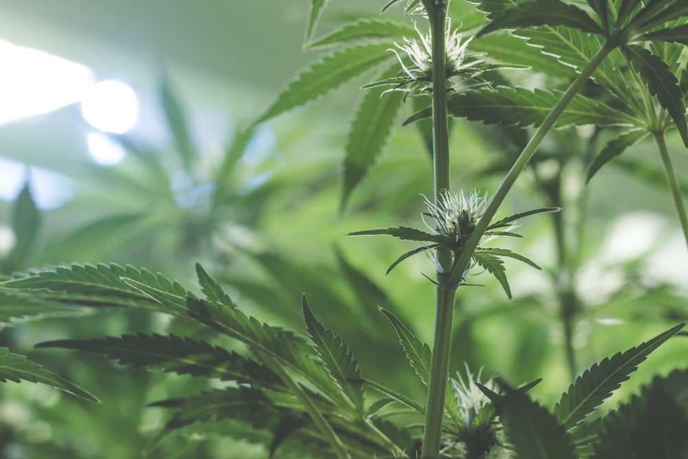 delta 8 laws in florida